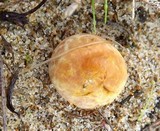 Rhizopogon occidentalis image