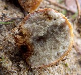 Rhizopogon occidentalis image