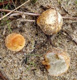 Rhizopogon occidentalis image