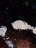 Panellus pusillus image