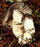Tricholoma atroviolaceum image