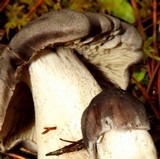 Tricholoma atroviolaceum image