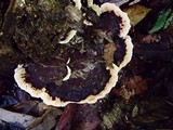 Earliella scabrosa image