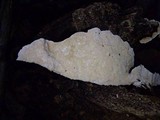 Earliella scabrosa image