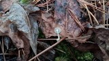 Cuphophyllus borealis image