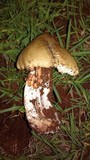 Termitomyces umkowaan image