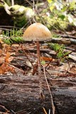 Hypholoma marginatum image