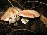 Agaricus hondensis image