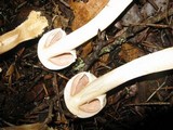 Agaricus hondensis image