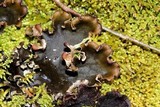 Peltigera rufescens image