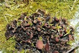 Peltigera rufescens image