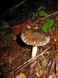 Amanita constricta image