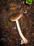 Amanita constricta image