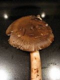 Amanita constricta image