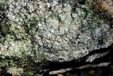 Aspicilia contorta image