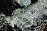 Aspicilia contorta image