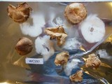 Gymnopus brassicolens var. brassicolens image