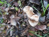 Gymnopus brassicolens var. brassicolens image