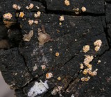 Dasyscyphus bicolor image