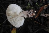 Leucoagaricus cupresseus image