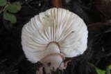 Leucoagaricus cupresseus image