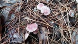 Mycena pura image