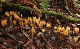 Phaeoclavulina myceliosa image