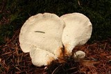 Jahnoporus hirtus image