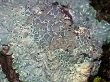 Lecanora muralis image