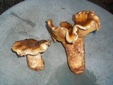 Cortinarius ponderosus image