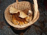 Cortinarius ponderosus image