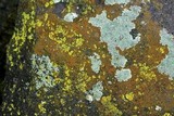 Caloplaca subsoluta image