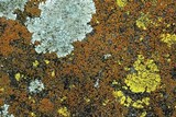 Caloplaca subsoluta image