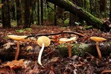 Tricholomopsis rutilans image