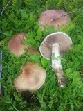 Agaricus micromegethus image