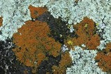 Caloplaca subsoluta image