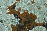 Caloplaca subsoluta image