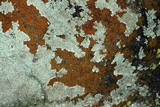 Caloplaca subsoluta image