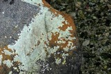 Caloplaca subsoluta image