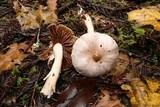 Inocybe ionocephala image