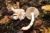 Inocybe ionocephala image