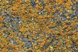 Caloplaca subsoluta image