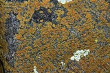Caloplaca subsoluta image