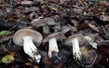 Entoloma ferruginans image