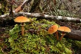 Cystoderma amianthinum image