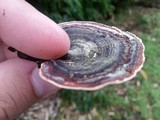Microporus affinis image