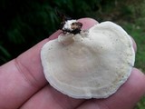 Microporus affinis image