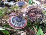 Microporus affinis image