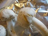 Agaricus californicus image