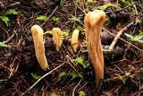 Clavariadelphus occidentalis image